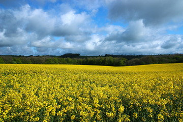 Obraz premium Rapeseed Coutryside