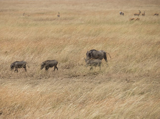 Warthog family in a vast Serengeti