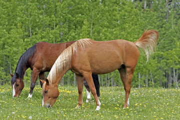 Naklejka na ściany i meble Two Horses grassing together at summer pasture