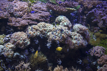 Naklejka na ściany i meble Pesci e coralli
