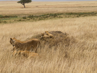 Lionesses and cubs in a vast Serengeti