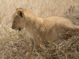 A cute Lion cub 