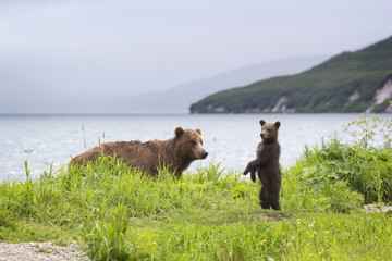 Bear and little bear on lake