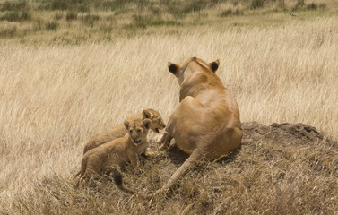 Fototapeta premium Vigilance Lioness and her cubs