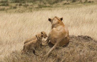 Vigilance Lioness and her cubs