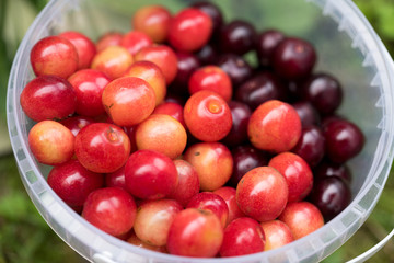 Cherry bucket