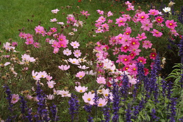 Blumen in Lilatönen, Pink Flowers, gesehen in Polen, Herbst 13