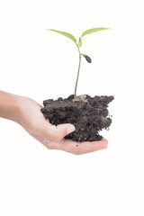 tree on hand and isolate on white background