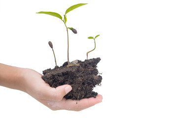 tree on hand and isolate on white background