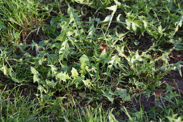 Löwenzahn, Dandelion auf Wiese, Mannheim 
