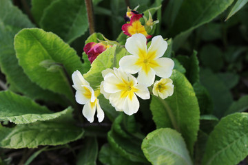 The beautiful white colors primrose flowers garden