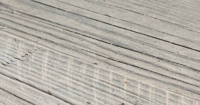 Libellula rossa ferma su un ponte di legno