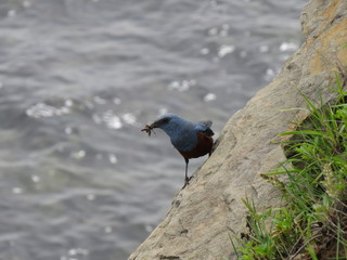 Bird with food for Chicks