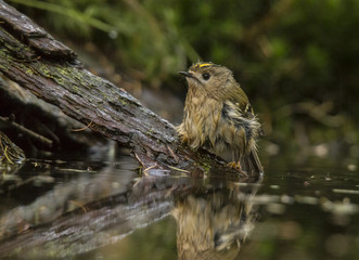 Goldcrest