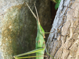 ショウリョウバッタのアップ