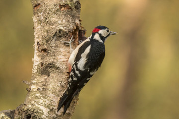 Great spotted woodpecker