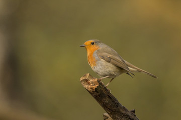 Robin
