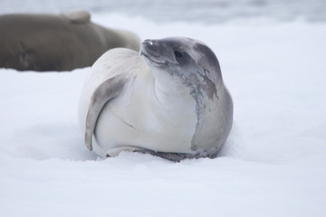 Crabeater seal in Crystal Sound, Antarctica.