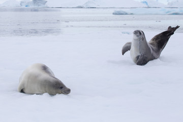 Fototapeta premium Crabeater seal in Crystal Sound, Antarctica.