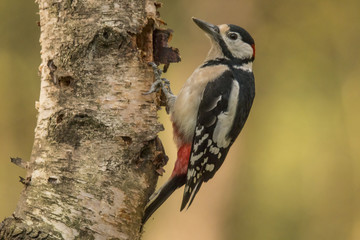Great spotted woodpecker