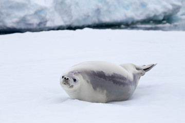 A crabeater seal rests on an ice flow