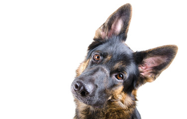 Cute German shepherd tilting its head (isolated on white, selective focus on the dog eyes), with...