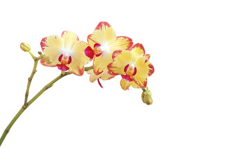 Orchidee zweifarbig