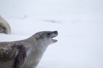 Crabeater seal, mouth open