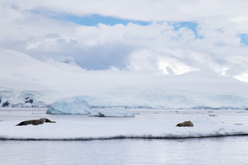 Crabeater seals on ice, Antarctic landscape in background