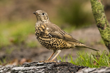 Fototapeta premium Thrush