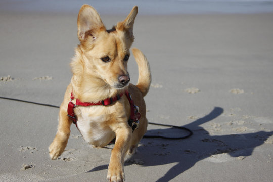kleiner Hund tobt am Strand