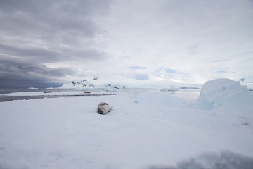Fototapeta na wymiar Crabeater seal in Crystal Sound, Antarctica.