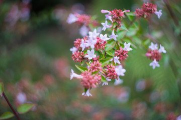Fototapeta na wymiar Closeup of blooming jasmine bush