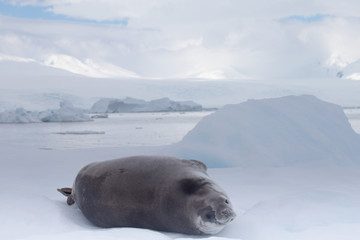 Crabeater seal in Crystal Sound, Antarctica.