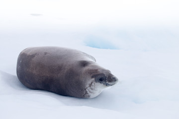 Fototapeta premium A crabeater seal rests on an ice flow