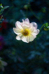 Tall Gold and Burgundy Coreopsis