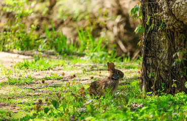 Wild Rabbit by Tree in Spring