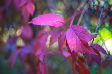 Wild grape in the garden