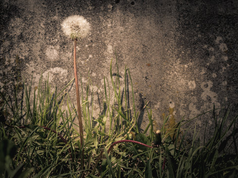 dandelion head in front of stone wall