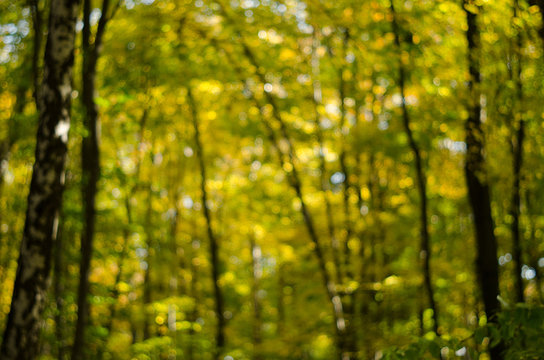Abstract blurred background based on autumn sunny forest