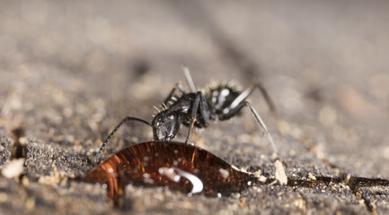 big forest ant eats strawberry jam
