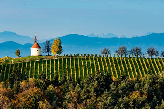 Kapelle am Gipfel eines Weinberges umringt von herbstlichem Mischwald.