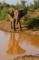 Obraz premium Elephant reflection