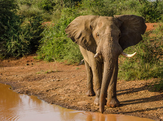 Obraz premium Bull elephant