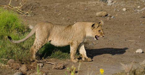 Obraz na płótnie Canvas Lion cub hesitant