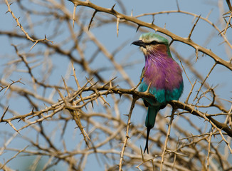 Lilac Breasted Roll in thorn tree