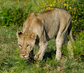 lioness in green grass