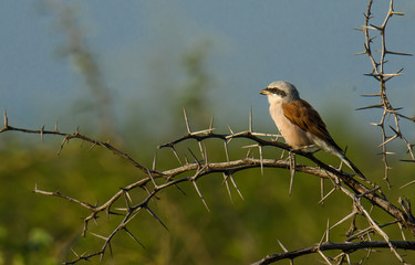 Shrike on thorn branch
