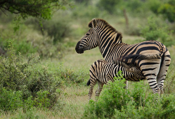 Fototapeta na wymiar Zebra foal nursing