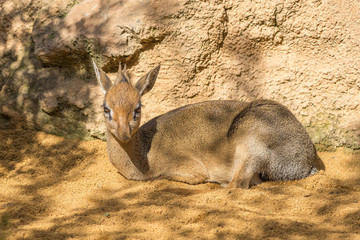Danara Dik Dik, from southern africa. Dik-dik of Kirk, Madoqua kirkii, Bovidae, Antilopinae, Artiodactyla
